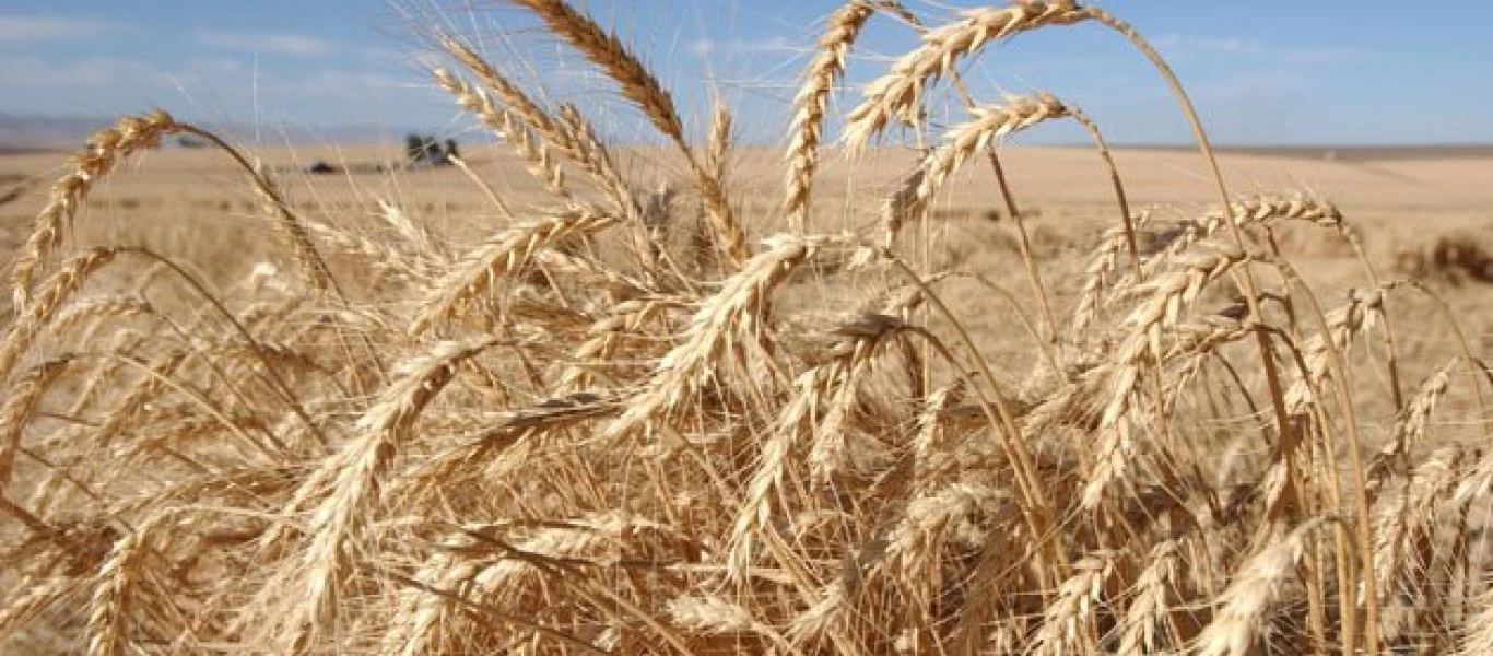 Ελλείψεις και άνοδο των τιμών φέρνουν οι μειωμένες σοδειές των σιτηρών